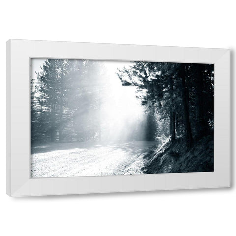 Light in the Forest III White Modern Wood Framed Art Print by Murdock, Ramona