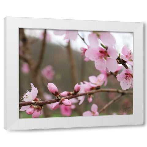 Cherry Blossoms IV White Modern Wood Framed Art Print by Dicks, Stephanie