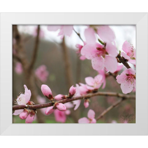 Cherry Blossoms IV White Modern Wood Framed Art Print by Dicks, Stephanie