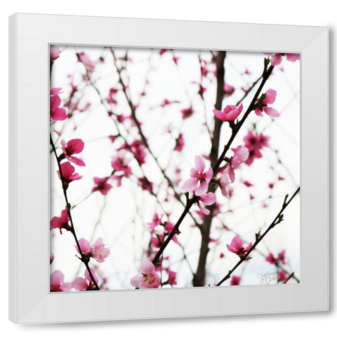 Cherry Blossoms II White Modern Wood Framed Art Print by Dicks, Stephanie