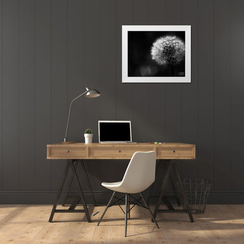Dandelion White Modern Wood Framed Art Print by Dicks, Stephanie