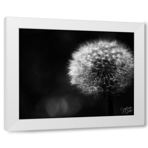 Dandelion White Modern Wood Framed Art Print by Dicks, Stephanie