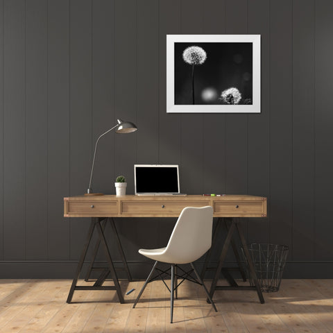 Dandelion III White Modern Wood Framed Art Print by Dicks, Stephanie