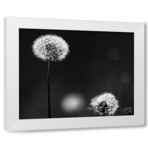 Dandelion III White Modern Wood Framed Art Print by Dicks, Stephanie