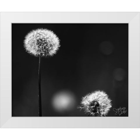 Dandelion III White Modern Wood Framed Art Print by Dicks, Stephanie
