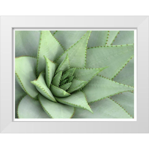 Pointed Cactus White Modern Wood Framed Art Print by Robinson, Tamara
