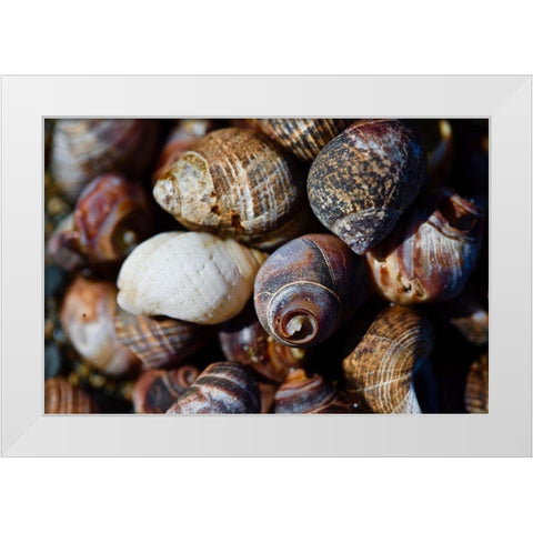 Shells White Modern Wood Framed Art Print by Yellow Cafe
