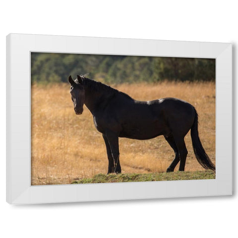Black Beauty White Modern Wood Framed Art Print by Yellow Cafe