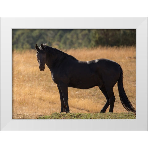 Black Beauty White Modern Wood Framed Art Print by Yellow Cafe
