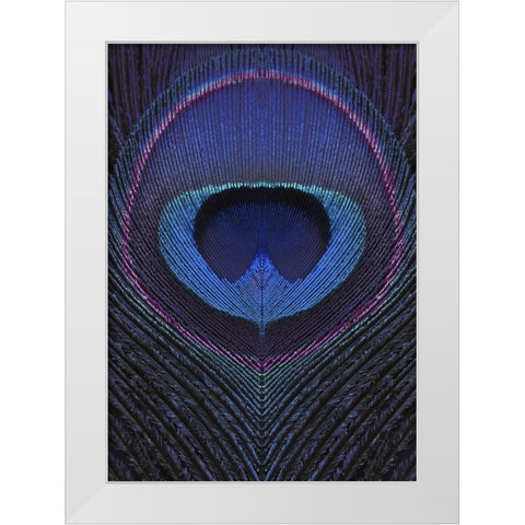 Peacock Feather Portrait White Modern Wood Framed Art Print by Sommers, Mindy