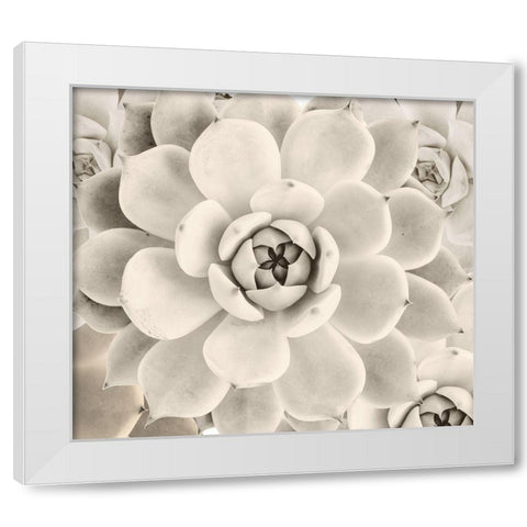 Creamy Cactus White Modern Wood Framed Art Print by Sommers, Mindy