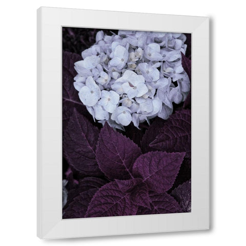 Impossible Hydrangea White Modern Wood Framed Art Print by Sommers, Mindy