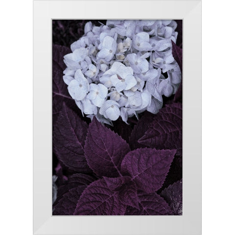 Impossible Hydrangea White Modern Wood Framed Art Print by Sommers, Mindy