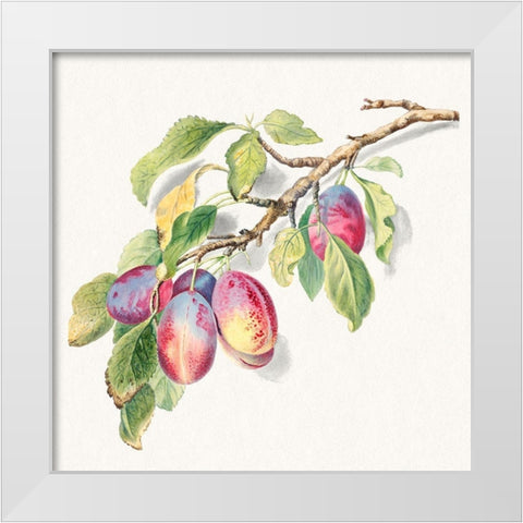 A branch of ripe plums White Modern Wood Framed Art Print by Anonymous
