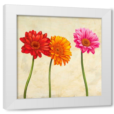 Gerberas White Modern Wood Framed Art Print by Ann, Cynthia