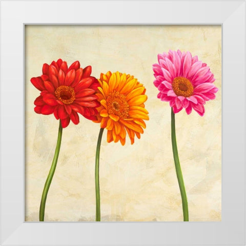 Gerberas White Modern Wood Framed Art Print by Ann, Cynthia