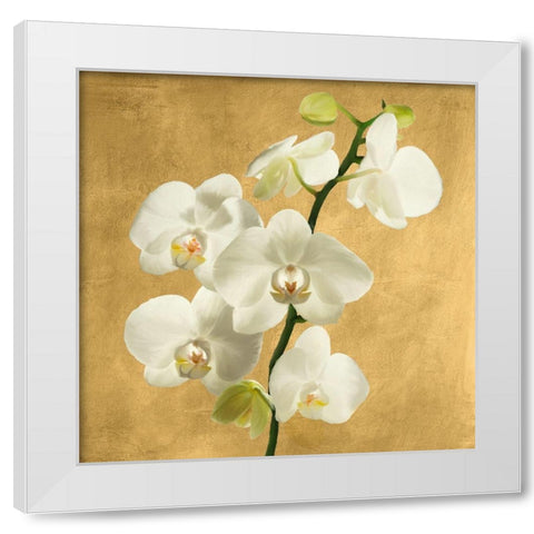 Orchids on a Golden Background II White Modern Wood Framed Art Print by Antinori, Andrea
