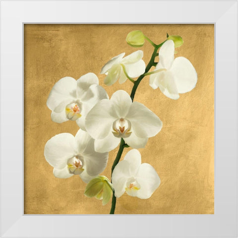 Orchids on a Golden Background II White Modern Wood Framed Art Print by Antinori, Andrea