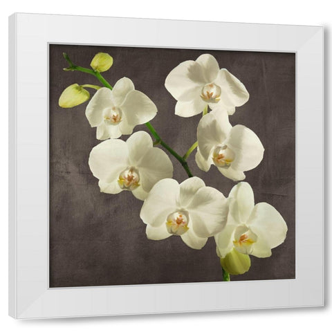 Orchids on Grey Background I White Modern Wood Framed Art Print by Antinori, Andrea