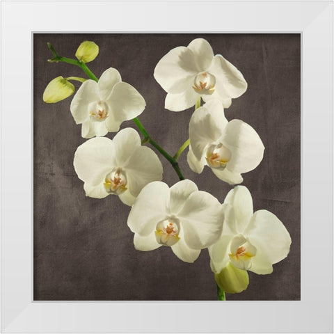 Orchids on Grey Background I White Modern Wood Framed Art Print by Antinori, Andrea