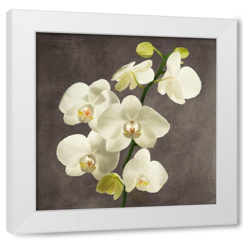 Orchids on Grey Background II White Modern Wood Framed Art Print by Antinori, Andrea