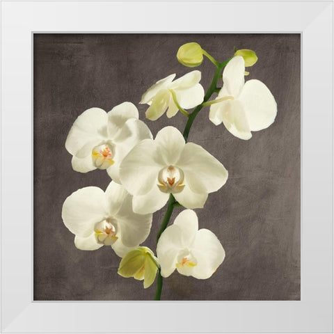 Orchids on Grey Background II White Modern Wood Framed Art Print by Antinori, Andrea