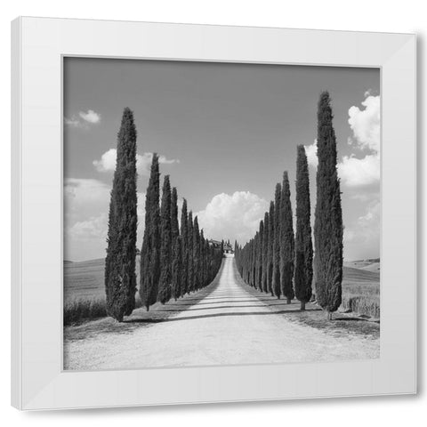 Cypress alley- San Quirico dOrcia- Tuscany (detail) White Modern Wood Framed Art Print by Krahmer, Frank