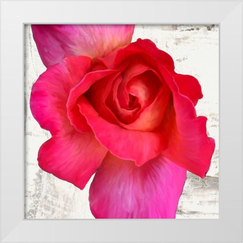 Spring Roses I White Modern Wood Framed Art Print by Thomlinson, Jenny