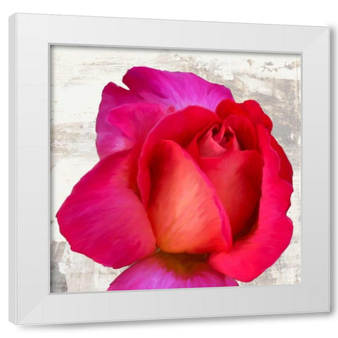 Spring Roses III White Modern Wood Framed Art Print by Thomlinson, Jenny