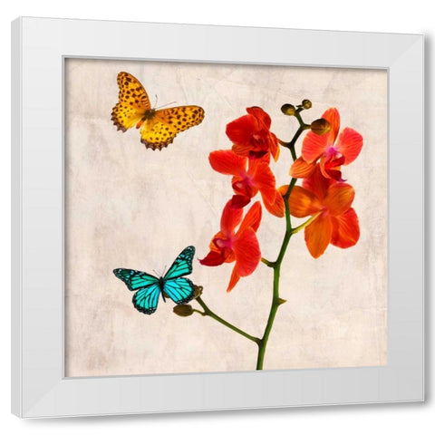 Orchids and Butterflies II White Modern Wood Framed Art Print by Rizzardi, Teo