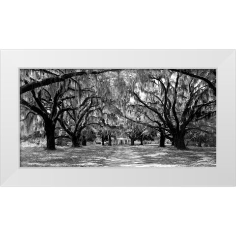 Avenue of oaks, South Carolina White Modern Wood Framed Art Print by Anonymous