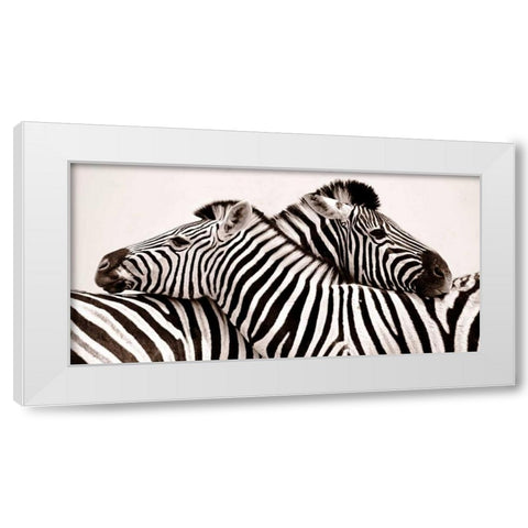 Zebras in love White Modern Wood Framed Art Print by Anonymous