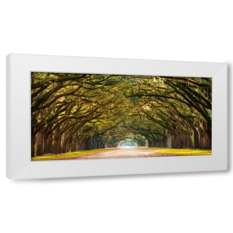 Path lined with oak trees White Modern Wood Framed Art Print by Anonymous