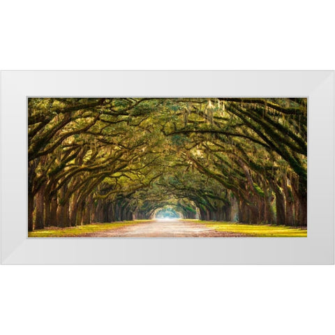 Path lined with oak trees White Modern Wood Framed Art Print by Anonymous