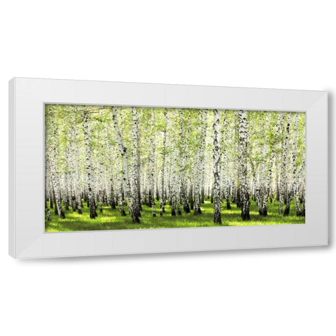 Birch forest in spring White Modern Wood Framed Art Print by Anonymous