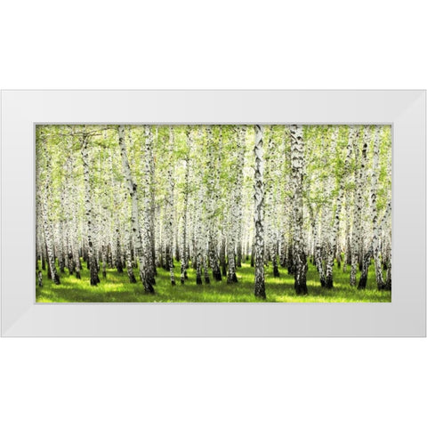 Birch forest in spring White Modern Wood Framed Art Print by Anonymous