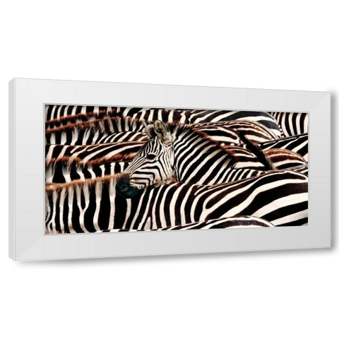 Herd of zebras White Modern Wood Framed Art Print by Pangea Images