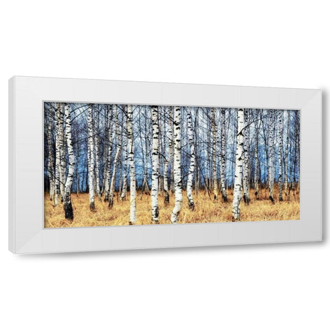 Birch grove in autumn White Modern Wood Framed Art Print by Znamenskiy, Oleg