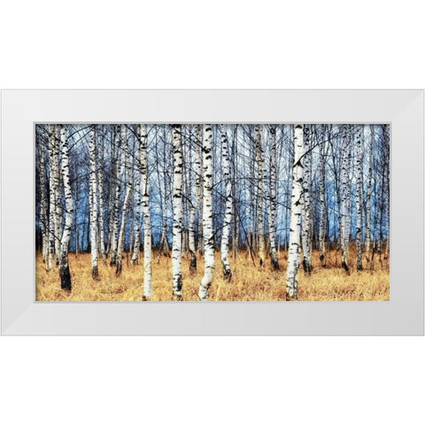 Birch grove in autumn White Modern Wood Framed Art Print by Znamenskiy, Oleg