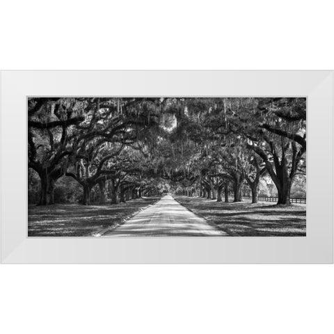 Tree lined plantation entrance, South Carolina White Modern Wood Framed Art Print by Anonymous
