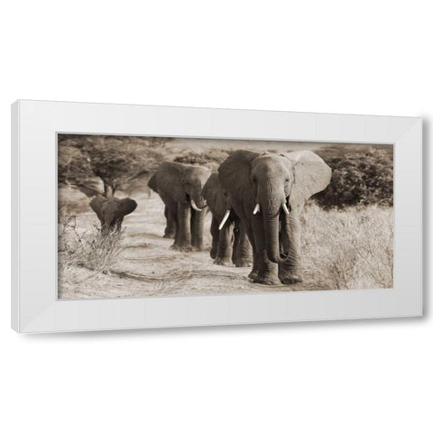 Herd of African Elephants- Kenya White Modern Wood Framed Art Print by Anonymous
