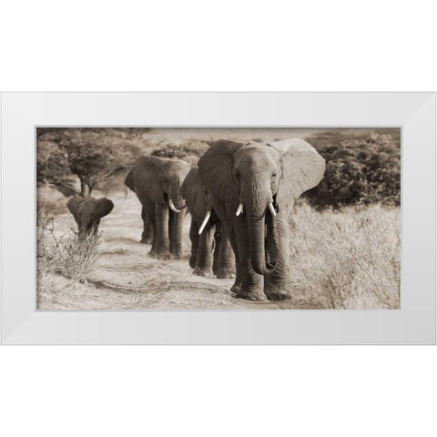 Herd of African Elephants- Kenya White Modern Wood Framed Art Print by Anonymous