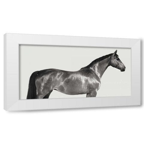 Kingsman Cavalier- English Thoroughbred White Modern Wood Framed Art Print by Pangea Images