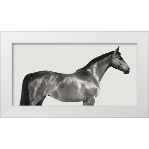 Kingsman Cavalier- English Thoroughbred White Modern Wood Framed Art Print by Pangea Images