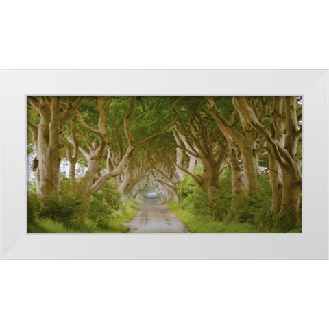 The Dark Hedges, Ireland White Modern Wood Framed Art Print by Pangea Images