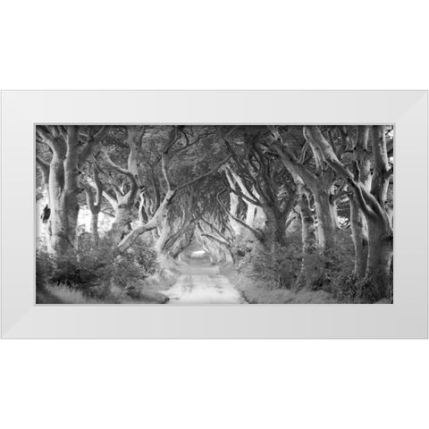 The Dark Hedges, Ireland (BW) White Modern Wood Framed Art Print by Pangea Images
