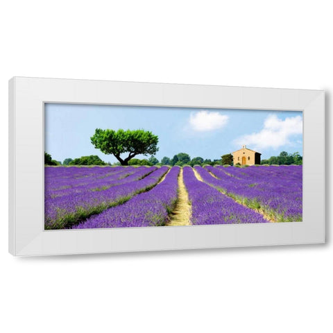 Lavender Fields, France  White Modern Wood Framed Art Print by Pangea Images