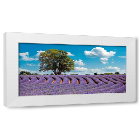 Lavender Field in Provence, France White Modern Wood Framed Art Print by Pangea Images