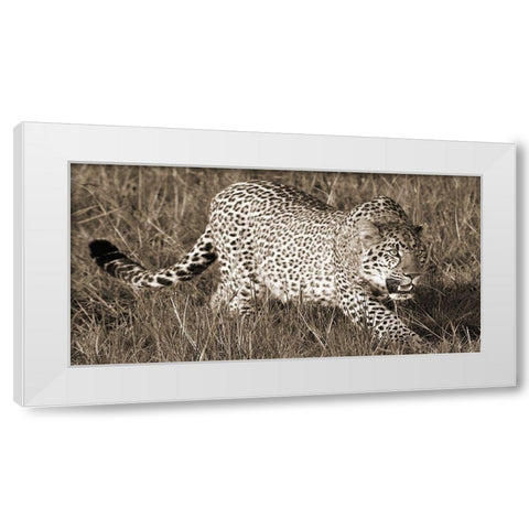 Leopard hunting White Modern Wood Framed Art Print by Pangea Images