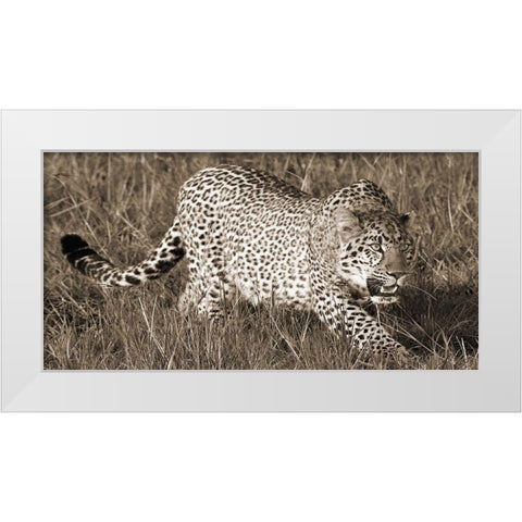 Leopard hunting White Modern Wood Framed Art Print by Pangea Images